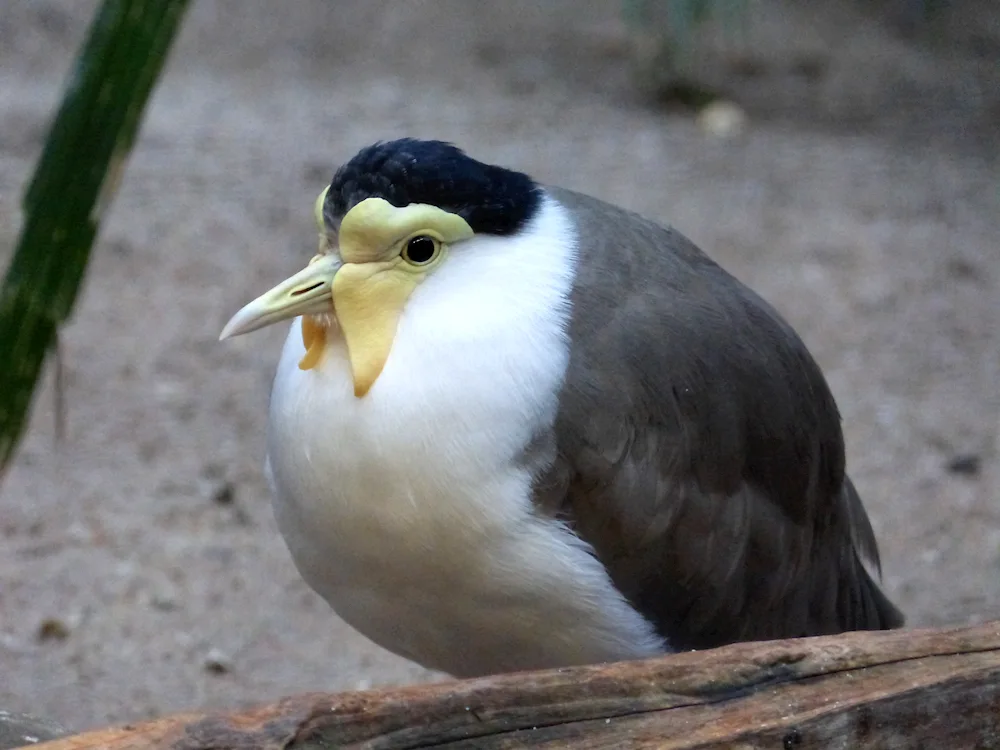 White-breasted pigeon