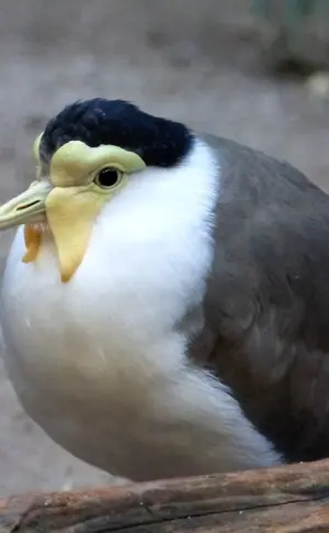 White-breasted pigeon