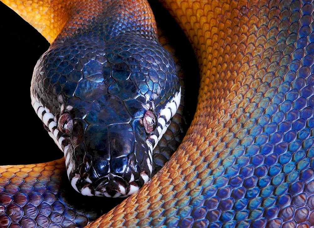 White-footed viper