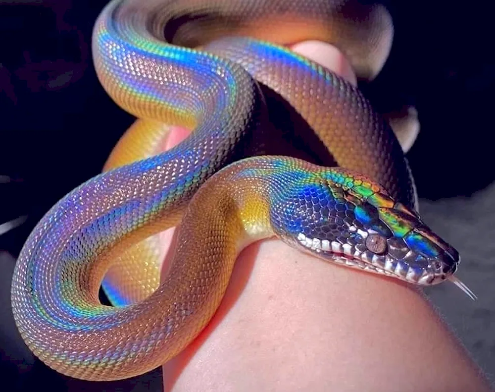 Snake Royal python