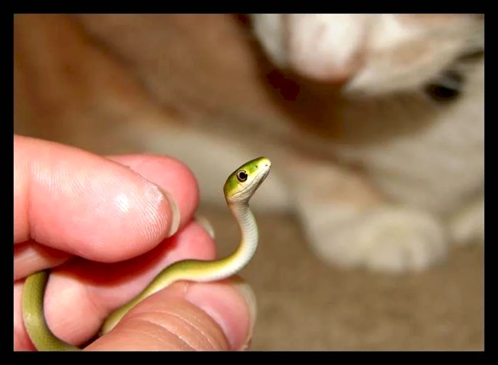 Slender Barbados Carla's snake