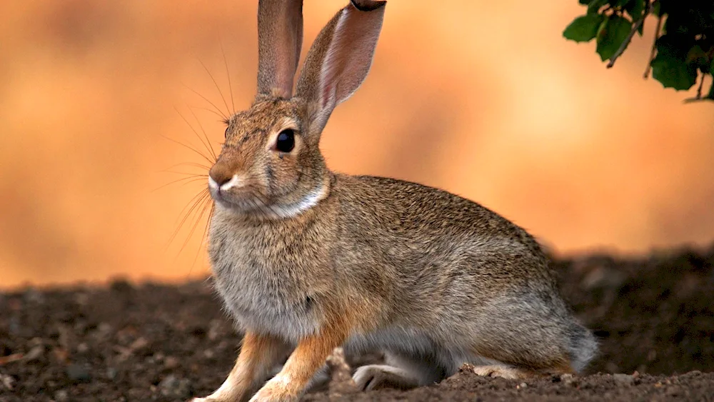 White-tailed Rabbit