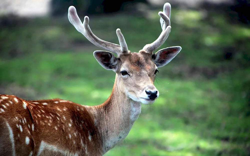 White-tailed deer Spotted Reindeer