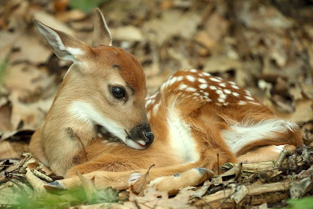 White-tailed deer Spotted reindeer