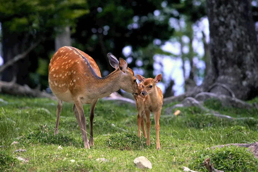 Spotted reindeer reindeer fawns