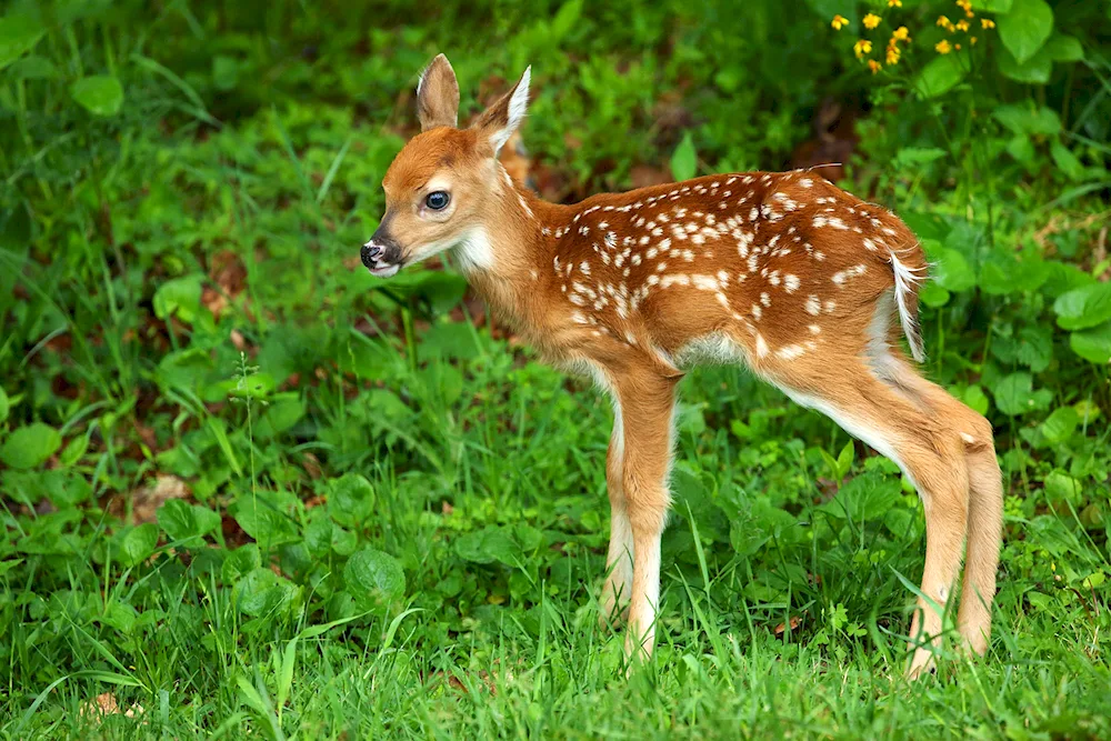 Manchurian spotted deer