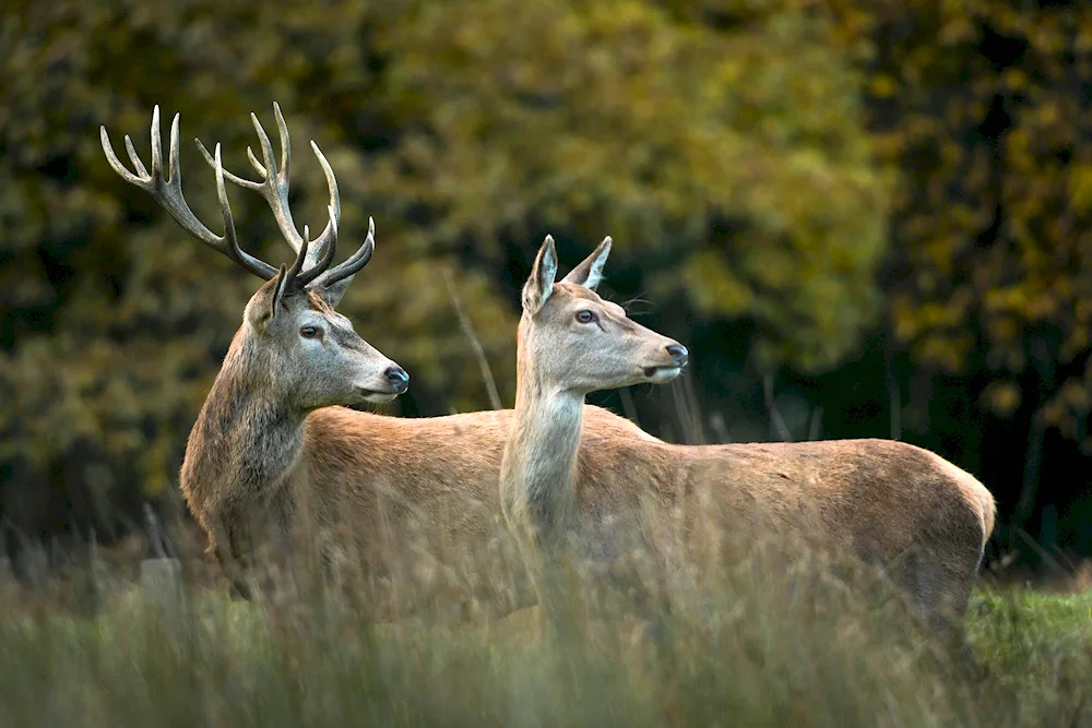 White-tailed deer female