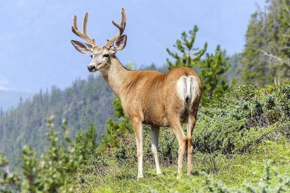 White-tailed deer Taiga