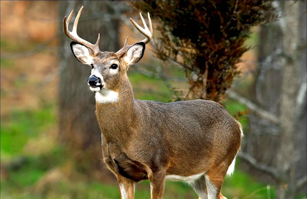 White-tailed Virgin deer