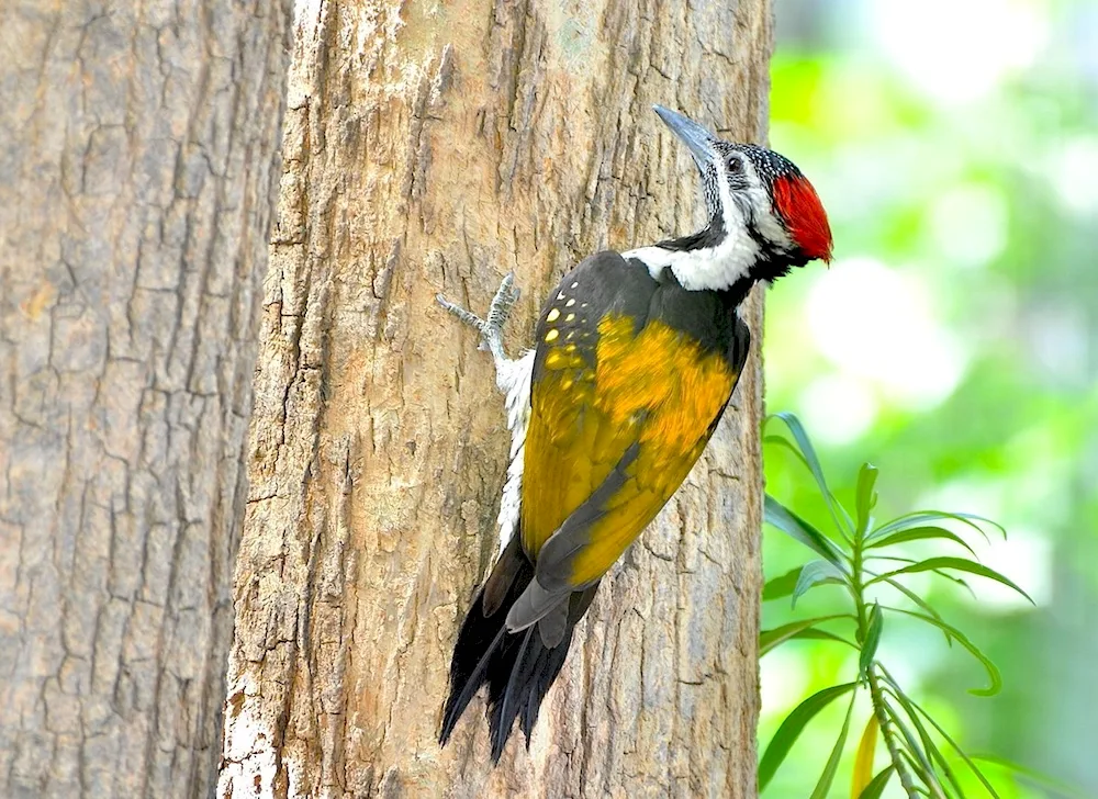 White-billed Kingpecker