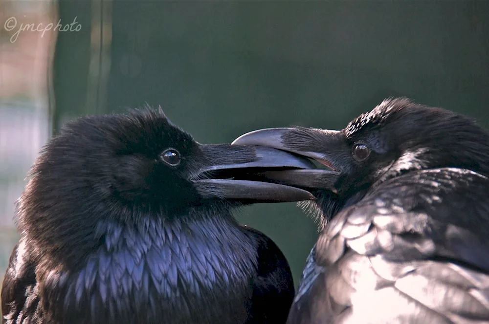 Crowned raven Corax