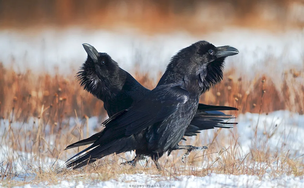 Corvus Corax bird