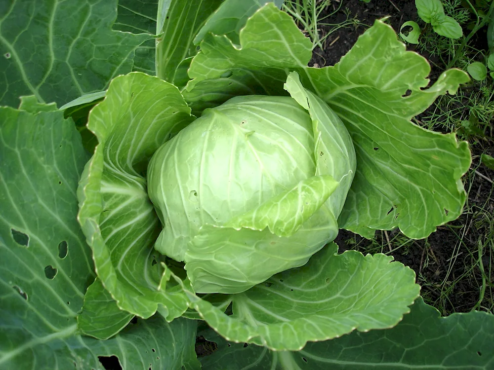 Broccoli