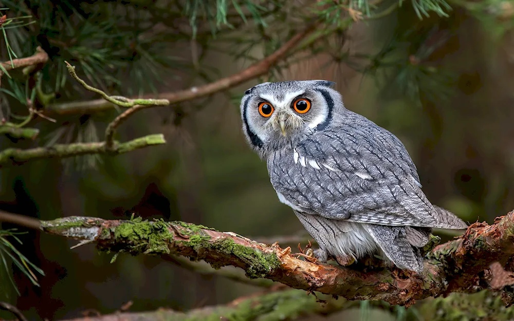 White-faced Spotted Owl