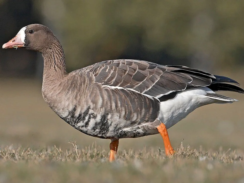 Tundra goose