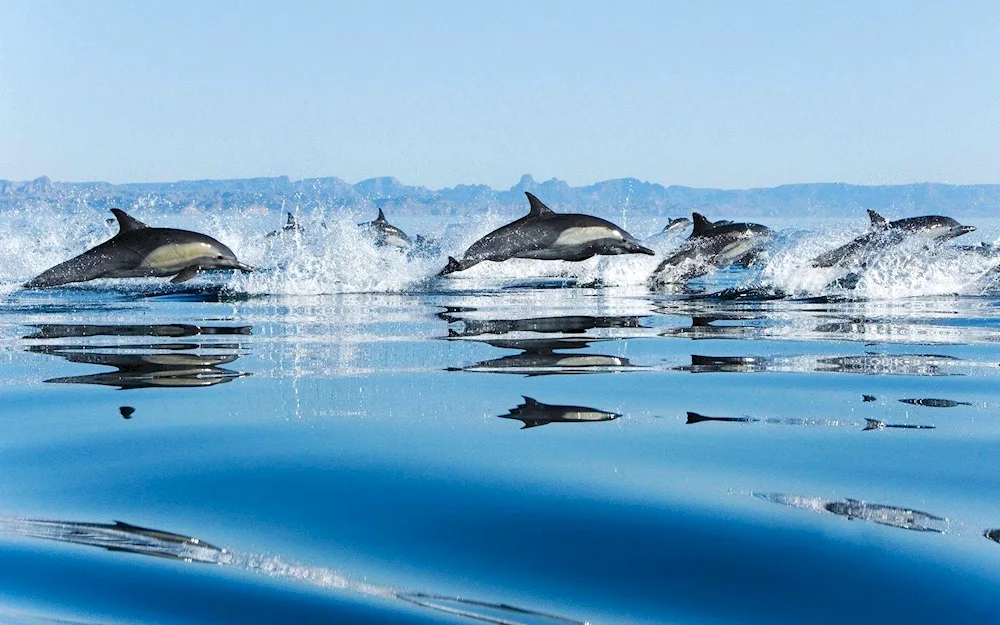 White-sided dolphin