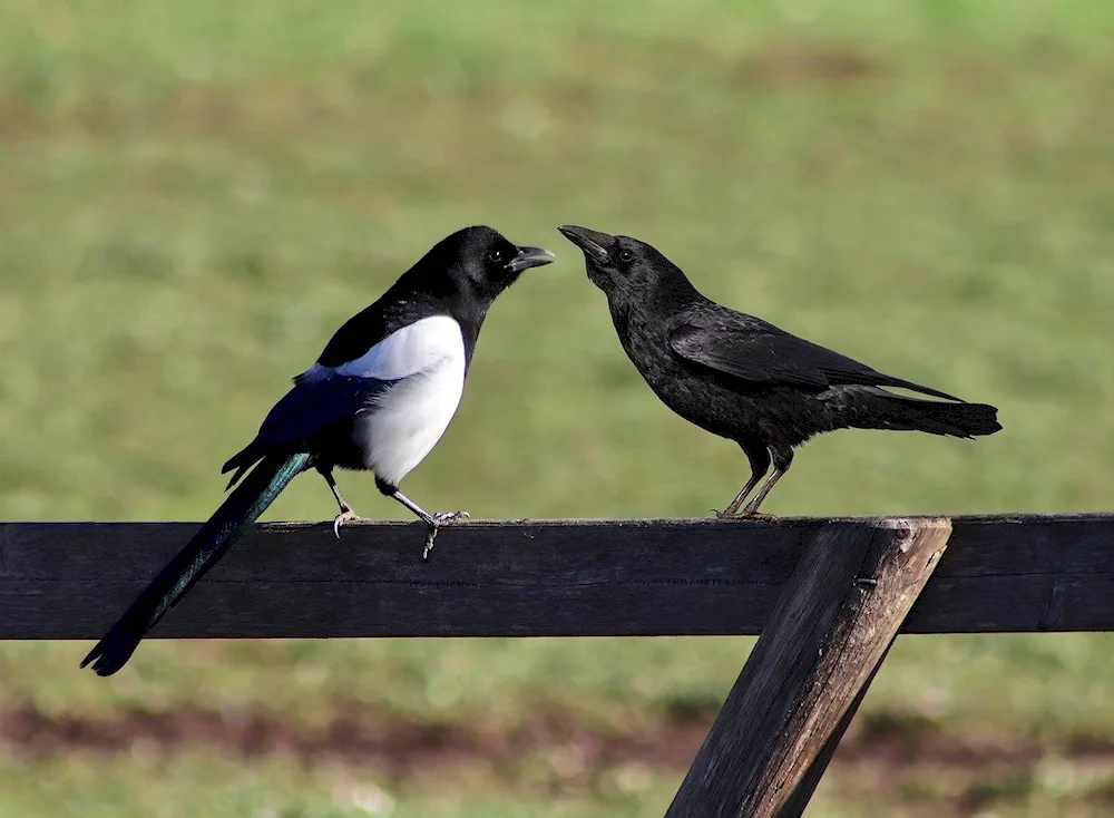 Grey crow bird