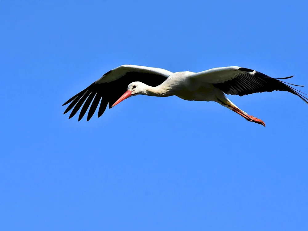 A stork bird