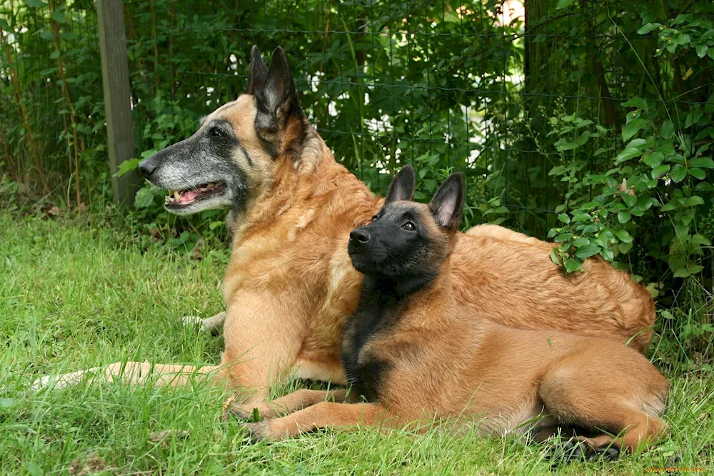 Belorussian Shepherd