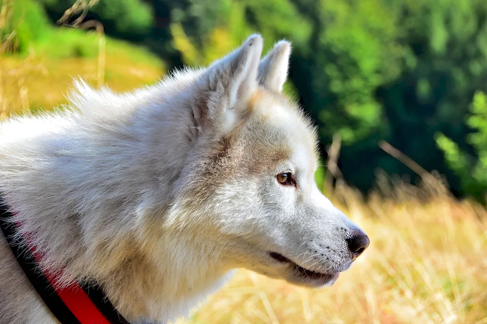 African hyena dog