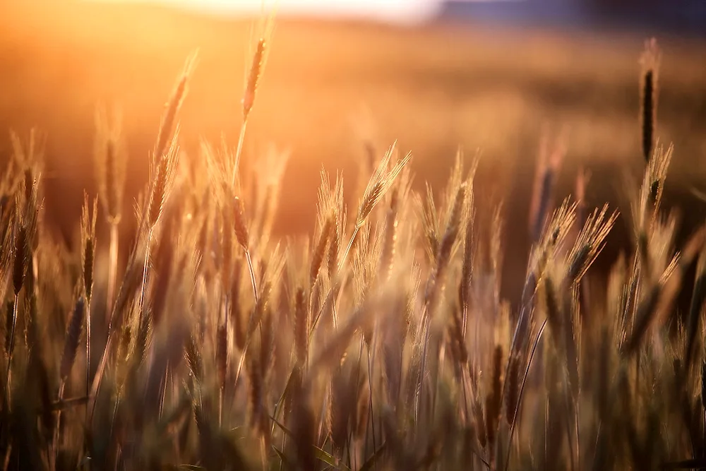 River in the field