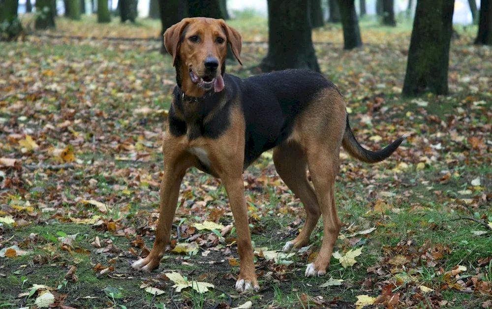 Belorussian hound