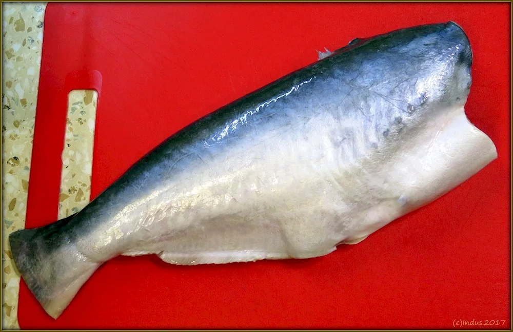 Salmon fish pangasan trout