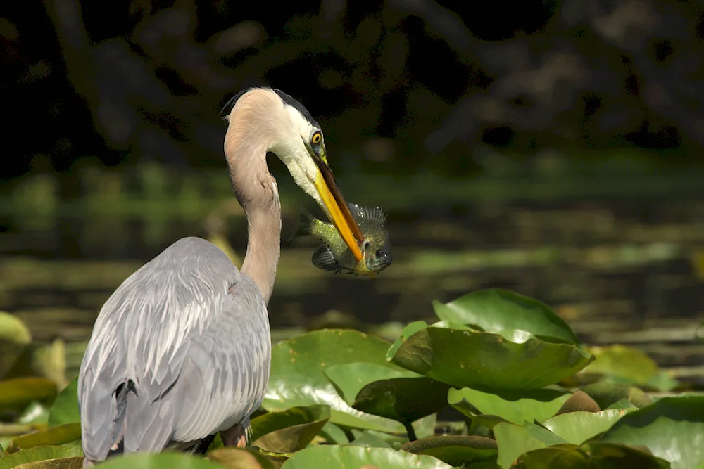 Grey heron on the Kuban River