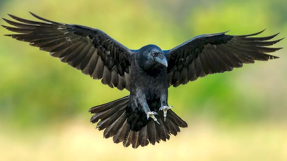 White-necked crow