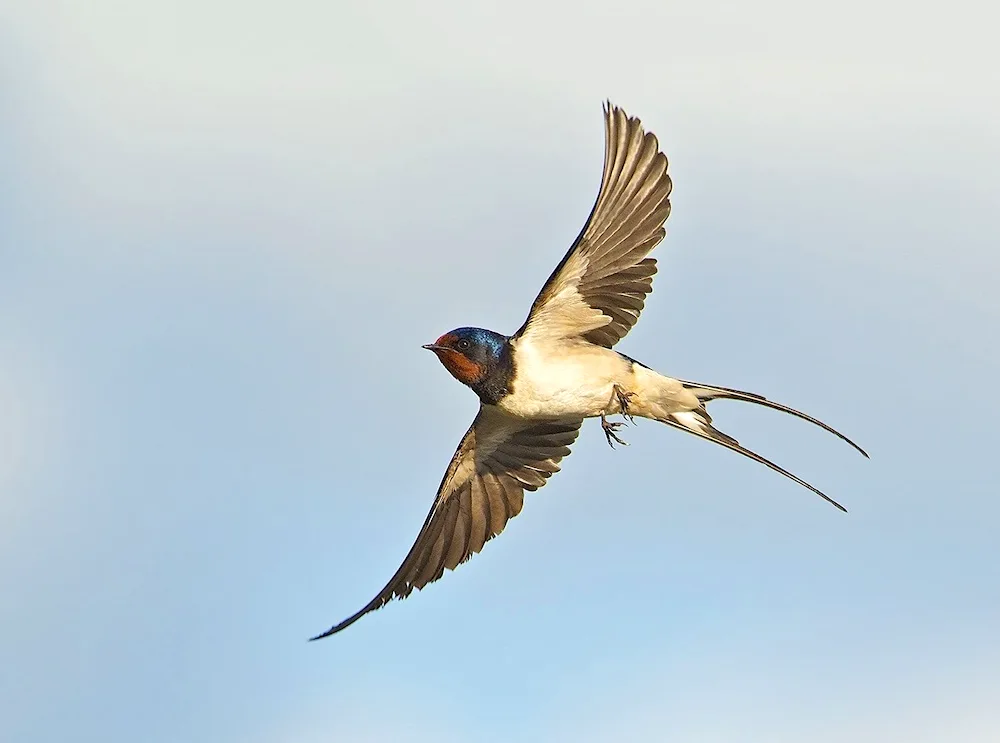 Eagle-tailed Swift