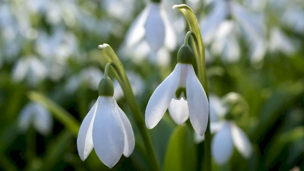 Spring white flower and snowdrops