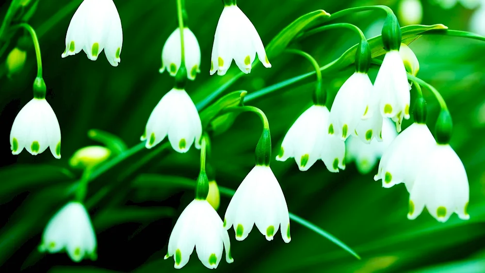 Spring snowdrops