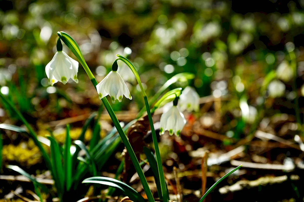 Spring flowers