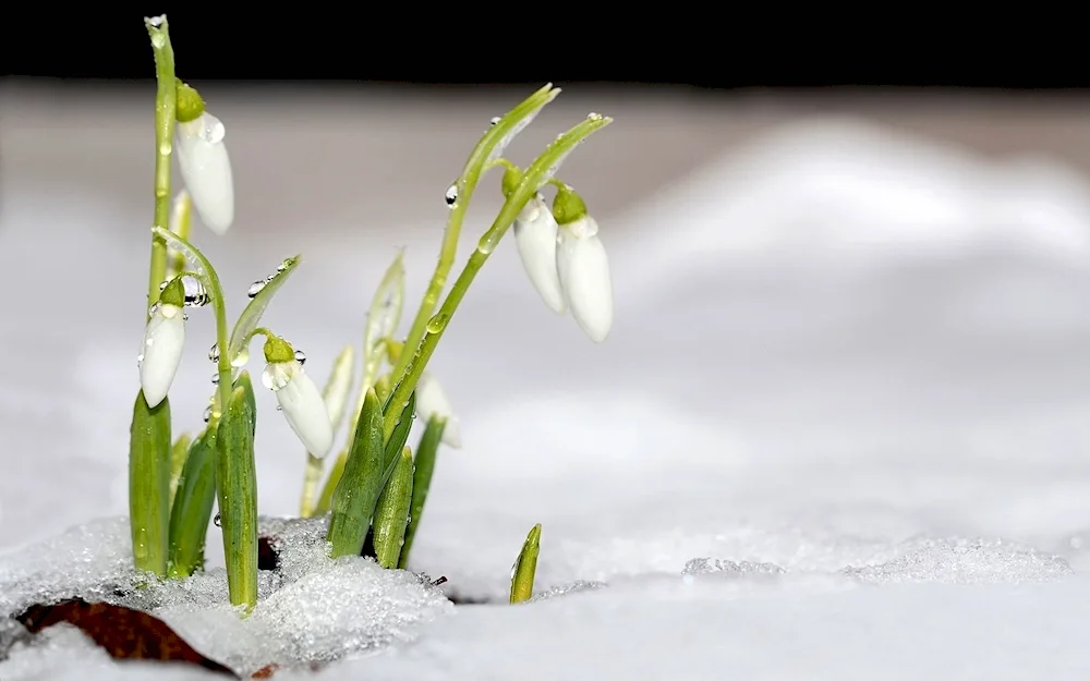 Spring white flower and snowdrops