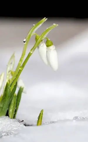 Spring white flower and snowdrops