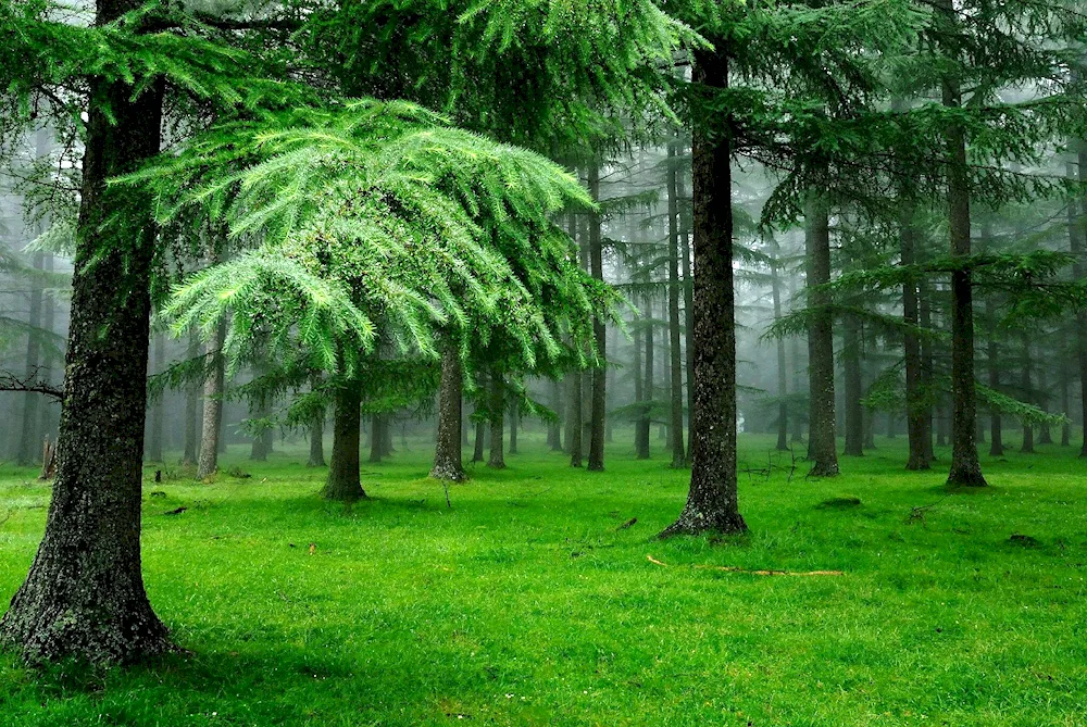 Belovezhskaya Pushcha trees