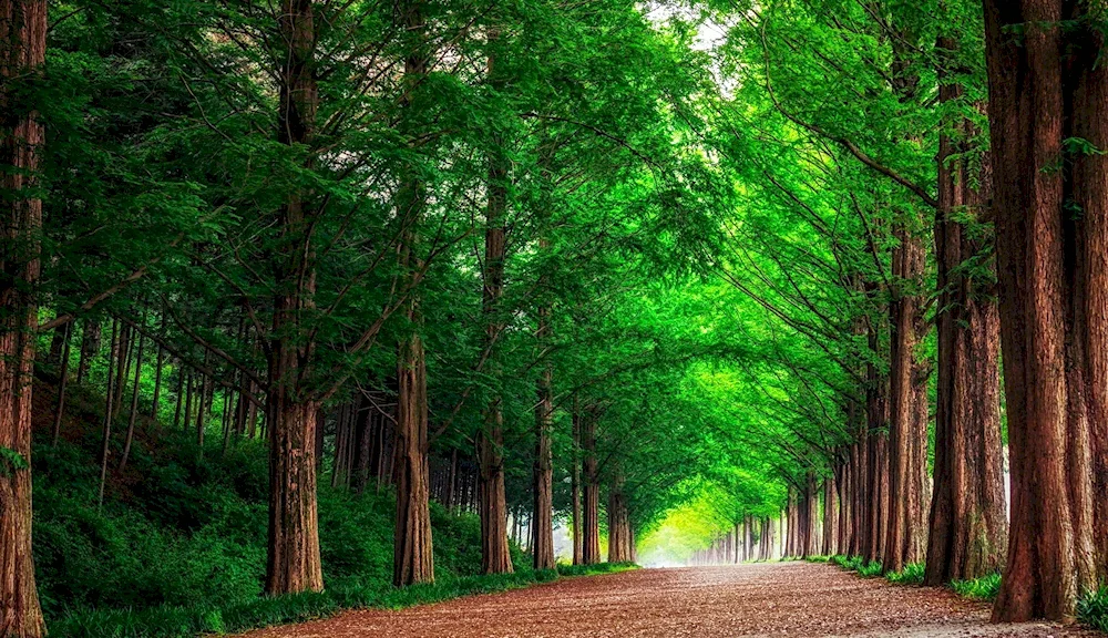 Belovezhskaya Pushcha trees