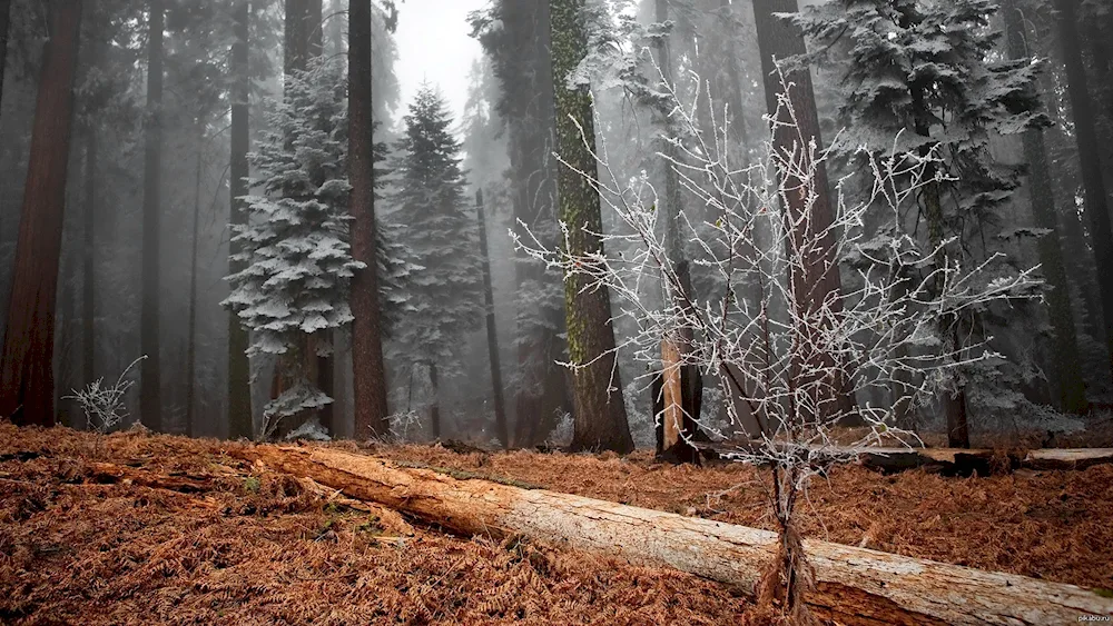 Autumn forest