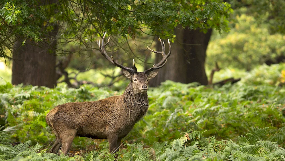 Livestock in the forest