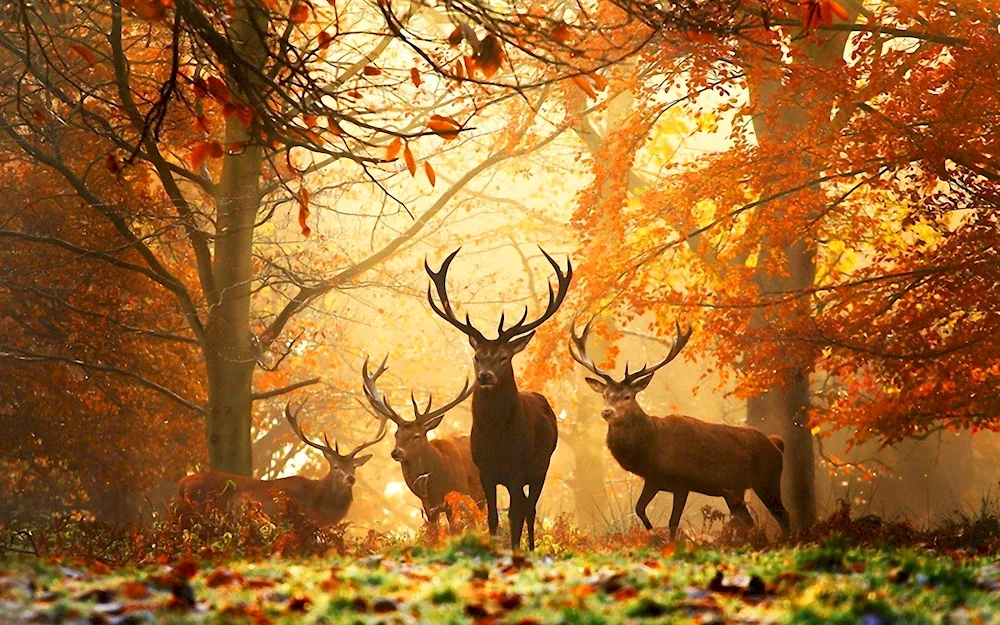 Beautiful deer