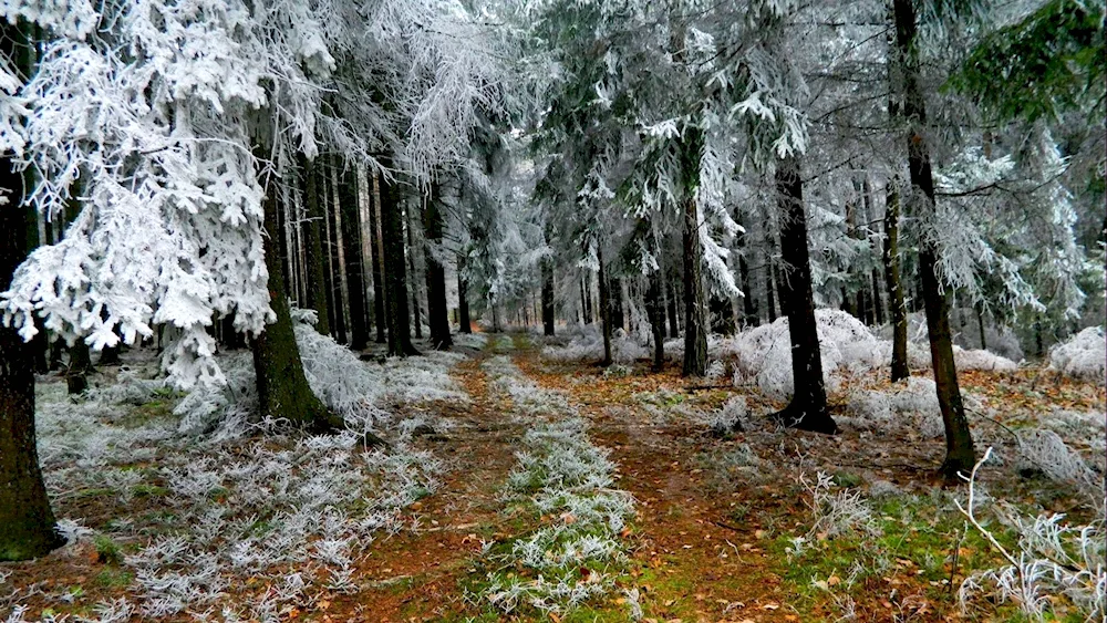Belovezhskaya Pushcha nature winter