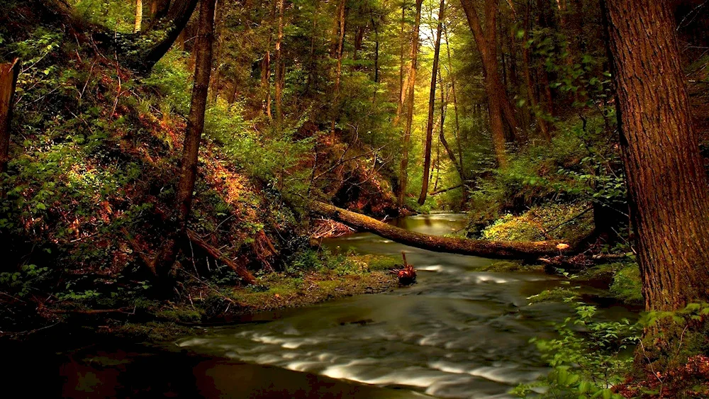 Belovezhskaya Pushcha Forest