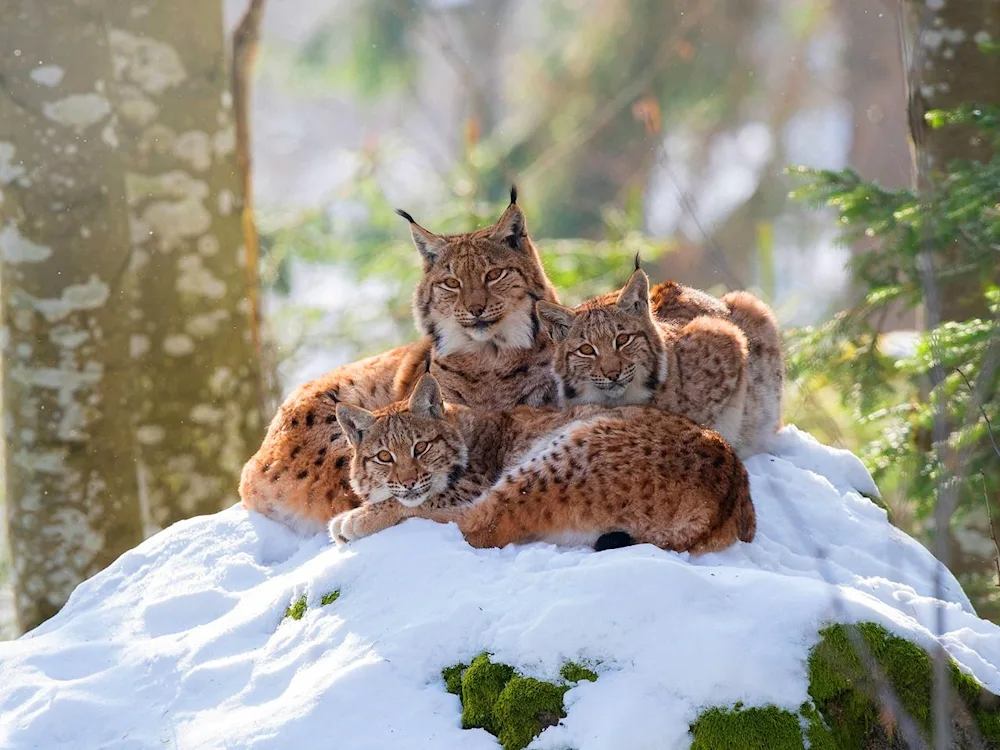 Deer in winter forest