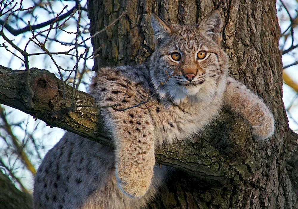 Dal Eastern Forest Cat Prionailurus bengalensis euptilurus