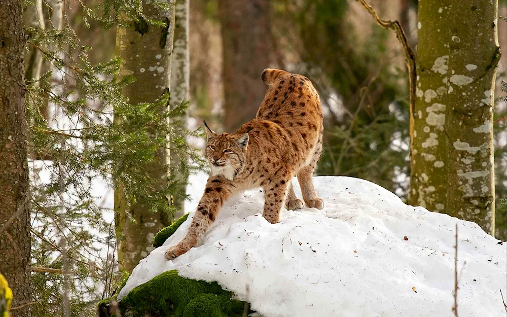 Belovezhskaya Pushcha Lynx