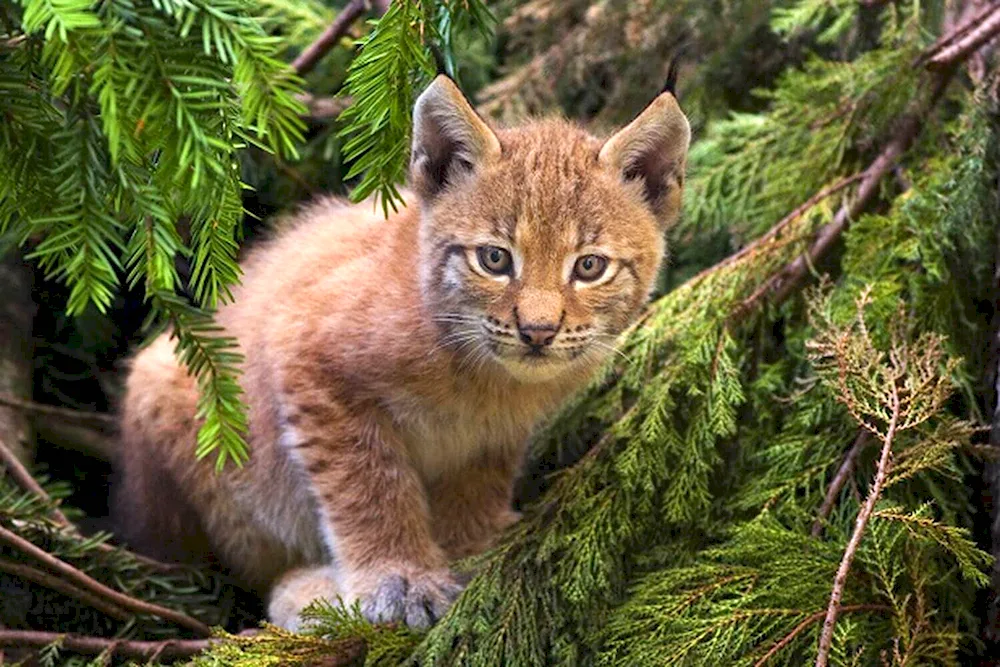 Belovezhskaya Pushcha Lynx