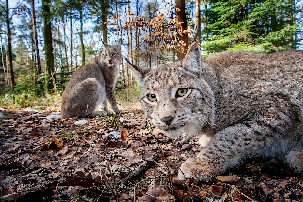 Belovezhskaya Pushcha Lynx