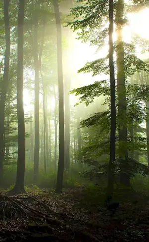 Bialowieza forest