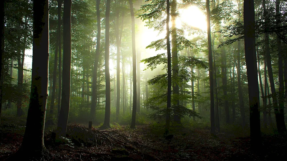 Belovezhskaya Pushcha misty forest