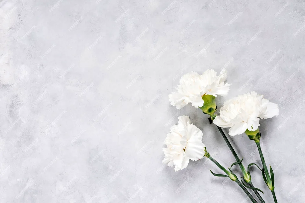 Dianthus White Carnation